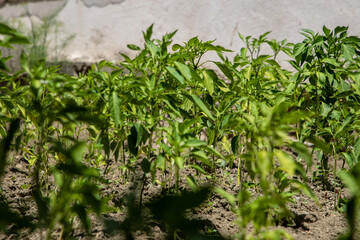 Fresh Green Pepper Plants Growing in a Sunlit Garden Soil Bed