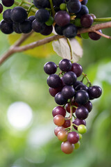 grapes