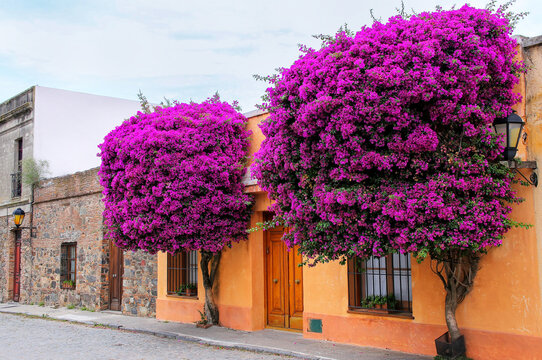 Bougainvillea trees growing by the house in historic quarter of Colonia del Sacramento, Uruguay