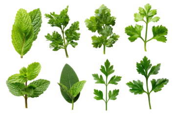 Close-up collection of various fresh herbs.  Bright green leaves,  isolated against black background.  Nine different types of herbs visible, arranged in a grid pattern