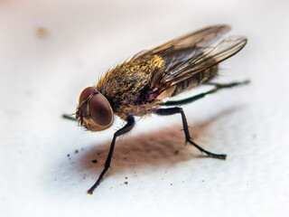Fly on macro on white insects