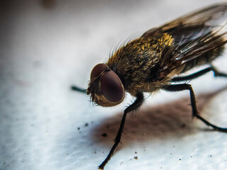 Fly on the windowsill macro