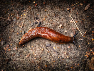 Brown wriggly slug on the ground