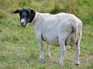Schwarzkopfschafe auf der Weide