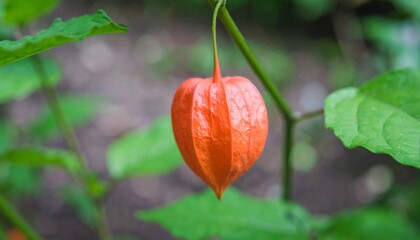 Orange plant pod