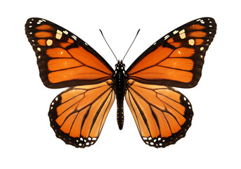 Obraz premium Majestic Monarch Butterfly on Black Background Displaying Vivid Orange and Black Wings Beauty of Nature