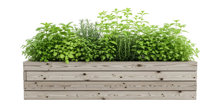 A wooden planter box filled with a variety of fresh green herbs and leafy plants on a white background