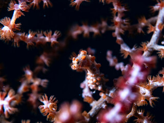Pygmy Seahorse Hippocampus bargibanti