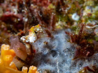 Pontohoi's Pygmy Seahorse Hippocampus pontohi