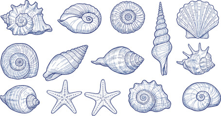 Vintage hand drawn sea shells, starfish marine sketch illustration, ocean beach coastal line art, nautical collection clipart for decor, design and education © Obaidul Vector Zoon
