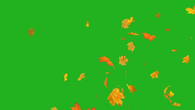 Illustration of colorful autumn leaves gently falling against a green screen background