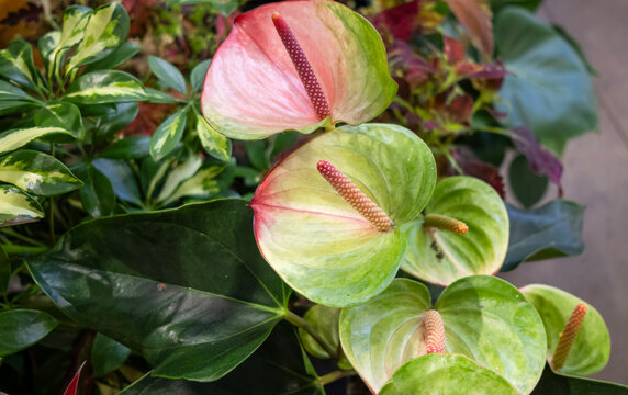 Anturio (Anthurium), una planta de interior popular por sus llamativas flores 