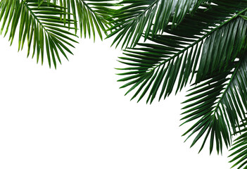 Lush palm fronds frame a black background