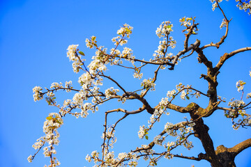 Blooming pear flower, very beautiful
