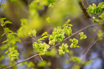 A branch of the elm tree. Dutch elm. Golden elm, in spring