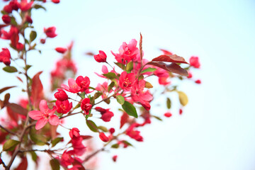 The blooming begonia flowers are in spring.