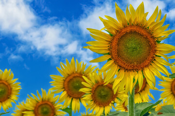 ヒマワリの花（Sunflower）
