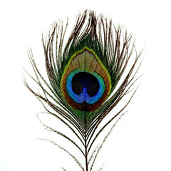 Obraz premium A single, isolated peacock feather against a clean white background.