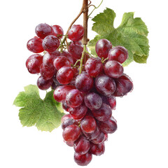 Fototapeta premium A cluster of plump, vibrant red grapes hanging from a vine