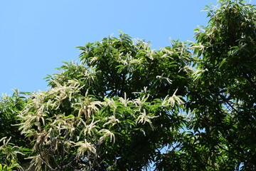 栗の花 白いクリーム色の花