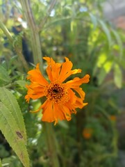 Marigold flower