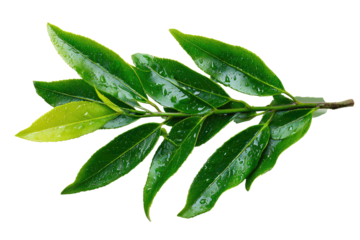 Close-up of a sprig of glossy green leaves,  water droplets visible