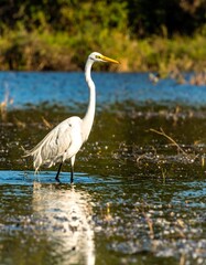 Fototapeta premium Great Egret Wading in Serene Wetland Landscape