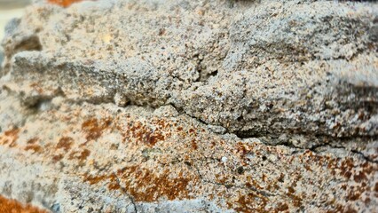 Close-up of vibrant green leaf with visible veins