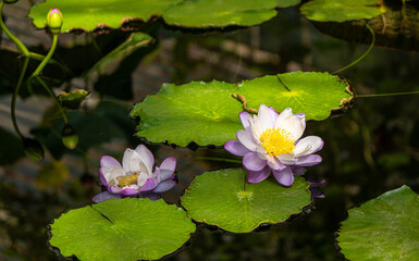 Scenes Around Kew Gardens in London England