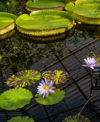 Scenes Around Kew Gardens in London England