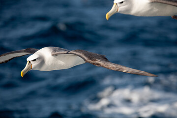 Shy Albatross in flight