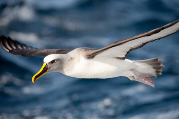 Buller's albatross against sea closeup