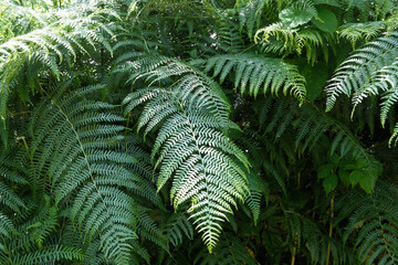 A lush green plant with a large leafy frond