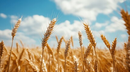 Fototapeta premium Golden wheat field under a vibrant sky.