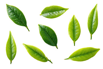 Naklejka premium Fresh tea leaves arranged on a black background. Bright green leaves with distinct edges, showing detail of leaf structure