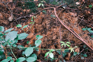 A pile of dead branches and leaves with a green leafy plant in the background