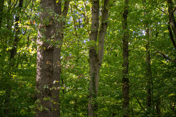 Obraz premium Sunlight filtering through a dense green forest in late summer