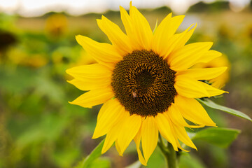 Close up view of sunflower blossom with bee collecting nectar on brown seed center in autumn field. Sweden.