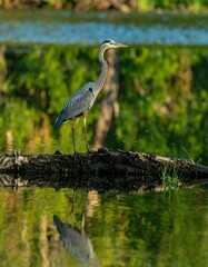 Great Blue Heron Standing on Log in Serene Wetland