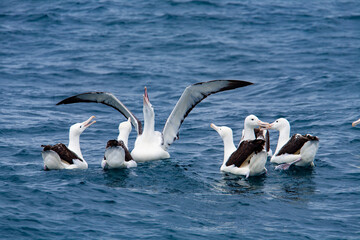 Gathering of Northern Royal Albatrosses on the sea