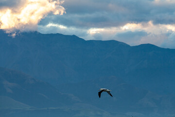 Northern Royal Albatrosses in flight with mountains in background