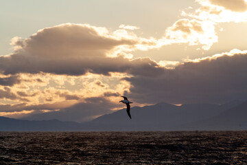 Obraz premium Northern Royal Albatrosses in flight with mountains in background