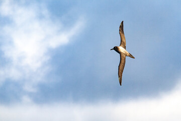 Light Mantled Sooty Albatross Against Sky