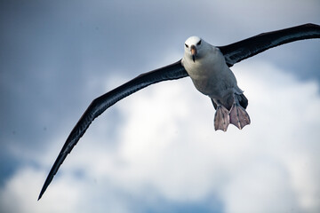 Juvenile Campbell Island Black-browed Albatross against sky