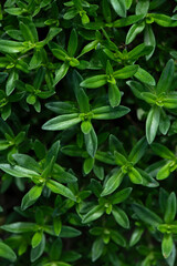 Close-up of young green sprouts of thyme. Gardening and Seedlings and growing herbs., Herbs and...