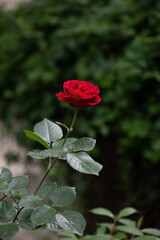 Red garden rose flower. Selective focus, Shallow depth of field, Close-up.