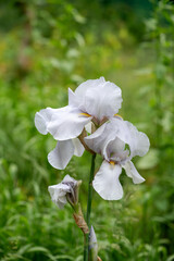White iris flower, close-up. Shallow depth of field, selective focus.