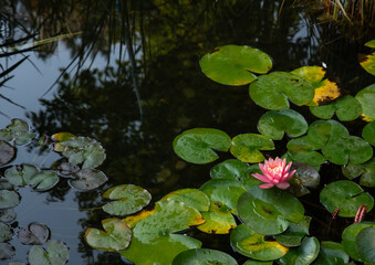 Water lilies on a pond. Close-up, background