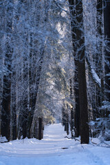 Fototapeta premium Sunlight filters through the snow-covered branches of trees lining a tranquil path in a serene winter forest, creating a magical atmosphere of peace and tranquility
