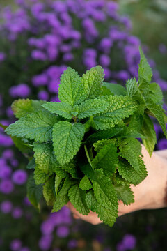 A bunch of mint in a woman's hands. A farmer holds mint in his hands.